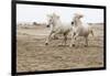 France, The Camargue, Saintes-Maries-de-la-Mer. Camargue horses running along the beach.-Ellen Goff-Framed Photographic Print