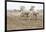 France, The Camargue, Saintes-Maries-de-la-Mer. Camargue horses running along the beach.-Ellen Goff-Framed Photographic Print