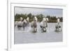 France, The Camargue, Saintes-Maries-de-la-Mer. Camargue horses running through water.-Ellen Goff-Framed Photographic Print