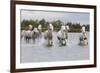 France, The Camargue, Saintes-Maries-de-la-Mer. Camargue horses running through water.-Ellen Goff-Framed Photographic Print