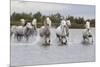 France, The Camargue, Saintes-Maries-de-la-Mer. Camargue horses running through water.-Ellen Goff-Mounted Photographic Print