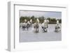 France, The Camargue, Saintes-Maries-de-la-Mer. Camargue horses running through water.-Ellen Goff-Framed Photographic Print