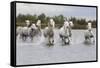 France, The Camargue, Saintes-Maries-de-la-Mer. Camargue horses running through water.-Ellen Goff-Framed Stretched Canvas