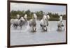 France, The Camargue, Saintes-Maries-de-la-Mer. Camargue horses running through water.-Ellen Goff-Framed Photographic Print