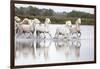 France, The Camargue, Saintes-Maries-de-la-Mer. Camargue horses running through water.-Ellen Goff-Framed Photographic Print