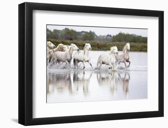 France, The Camargue, Saintes-Maries-de-la-Mer. Camargue horses running through water.-Ellen Goff-Framed Photographic Print