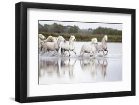 France, The Camargue, Saintes-Maries-de-la-Mer. Camargue horses running through water.-Ellen Goff-Framed Photographic Print