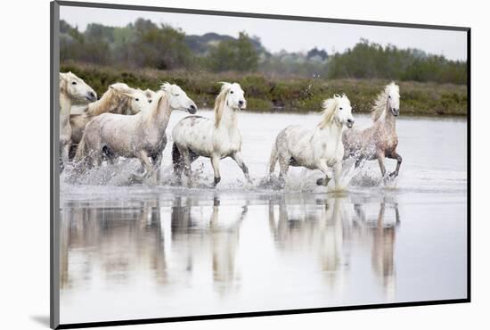 France, The Camargue, Saintes-Maries-de-la-Mer. Camargue horses running through water.-Ellen Goff-Mounted Photographic Print