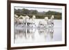 France, The Camargue, Saintes-Maries-de-la-Mer. Camargue horses running through water.-Ellen Goff-Framed Photographic Print