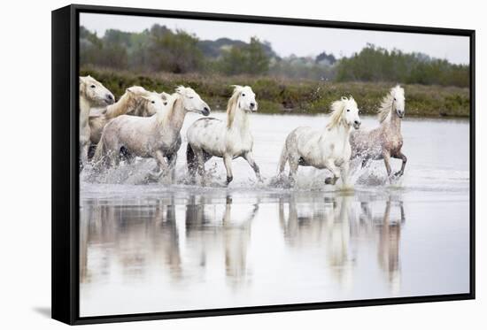 France, The Camargue, Saintes-Maries-de-la-Mer. Camargue horses running through water.-Ellen Goff-Framed Stretched Canvas