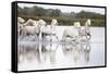 France, The Camargue, Saintes-Maries-de-la-Mer. Camargue horses running through water.-Ellen Goff-Framed Stretched Canvas