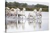 France, The Camargue, Saintes-Maries-de-la-Mer. Camargue horses running through water.-Ellen Goff-Stretched Canvas