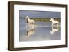 France, The Camargue, Saintes-Maries-de-la-Mer. Camargue horses running through water.-Ellen Goff-Framed Photographic Print