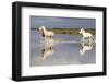 France, The Camargue, Saintes-Maries-de-la-Mer. Camargue horses running through water.-Ellen Goff-Framed Photographic Print