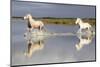 France, The Camargue, Saintes-Maries-de-la-Mer. Camargue horses running through water.-Ellen Goff-Mounted Photographic Print