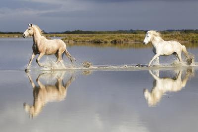 https://imgc.allpostersimages.com/img/posters/france-the-camargue-saintes-maries-de-la-mer-camargue-horses-running-through-water_u-L-Q1D57260.jpg?artPerspective=n