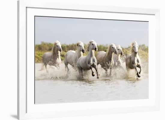 France, The Camargue, Saintes-Maries-de-la-Mer. Camargue horses running through water.-Ellen Goff-Framed Premium Photographic Print