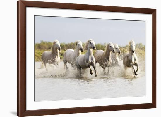 France, The Camargue, Saintes-Maries-de-la-Mer. Camargue horses running through water.-Ellen Goff-Framed Premium Photographic Print
