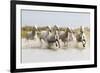 France, The Camargue, Saintes-Maries-de-la-Mer. Camargue horses running through water.-Ellen Goff-Framed Premium Photographic Print