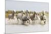 France, The Camargue, Saintes-Maries-de-la-Mer. Camargue horses running through water.-Ellen Goff-Mounted Premium Photographic Print