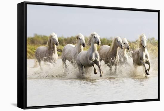 France, The Camargue, Saintes-Maries-de-la-Mer. Camargue horses running through water.-Ellen Goff-Framed Stretched Canvas