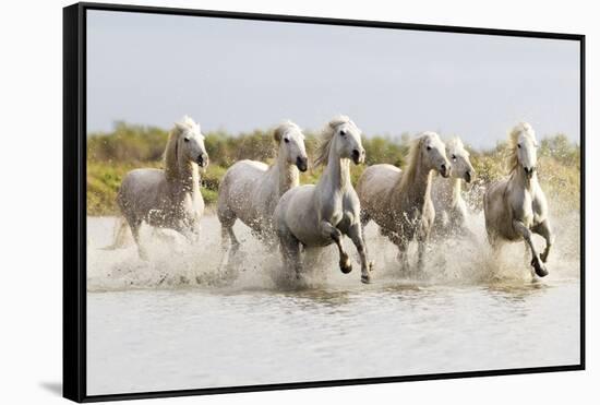 France, The Camargue, Saintes-Maries-de-la-Mer. Camargue horses running through water.-Ellen Goff-Framed Stretched Canvas