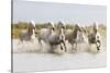France, The Camargue, Saintes-Maries-de-la-Mer. Camargue horses running through water.-Ellen Goff-Stretched Canvas