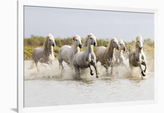 France, The Camargue, Saintes-Maries-de-la-Mer. Camargue horses running through water.-Ellen Goff-Framed Photographic Print