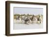 France, The Camargue, Saintes-Maries-de-la-Mer. Camargue horses running through water.-Ellen Goff-Framed Photographic Print