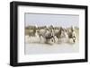 France, The Camargue, Saintes-Maries-de-la-Mer. Camargue horses running through water.-Ellen Goff-Framed Photographic Print