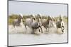 France, The Camargue, Saintes-Maries-de-la-Mer. Camargue horses running through water.-Ellen Goff-Mounted Photographic Print