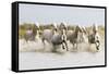 France, The Camargue, Saintes-Maries-de-la-Mer. Camargue horses running through water.-Ellen Goff-Framed Stretched Canvas