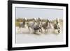 France, The Camargue, Saintes-Maries-de-la-Mer. Camargue horses running through water.-Ellen Goff-Framed Photographic Print