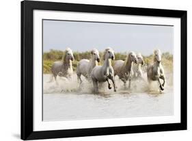 France, The Camargue, Saintes-Maries-de-la-Mer. Camargue horses running through water.-Ellen Goff-Framed Photographic Print