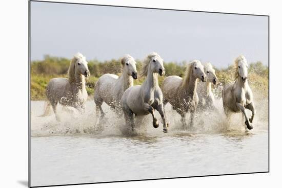 France, The Camargue, Saintes-Maries-de-la-Mer. Camargue horses running through water.-Ellen Goff-Mounted Photographic Print