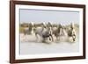 France, The Camargue, Saintes-Maries-de-la-Mer. Camargue horses running through water.-Ellen Goff-Framed Photographic Print