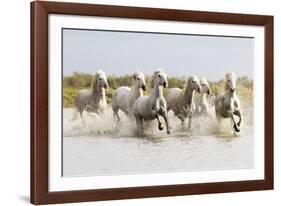France, The Camargue, Saintes-Maries-de-la-Mer. Camargue horses running through water.-Ellen Goff-Framed Photographic Print