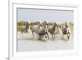 France, The Camargue, Saintes-Maries-de-la-Mer. Camargue horses running through water.-Ellen Goff-Framed Photographic Print