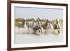 France, The Camargue, Saintes-Maries-de-la-Mer. Camargue horses running through water.-Ellen Goff-Framed Photographic Print