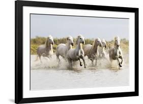 France, The Camargue, Saintes-Maries-de-la-Mer. Camargue horses running through water.-Ellen Goff-Framed Photographic Print