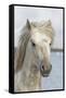 France, The Camargue, Saintes-Maries-de-la-Mer, Portrait of a Camargue horse.-Ellen Goff-Framed Stretched Canvas