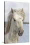France, The Camargue, Saintes-Maries-de-la-Mer, Portrait of a Camargue horse.-Ellen Goff-Stretched Canvas