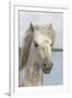 France, The Camargue, Saintes-Maries-de-la-Mer, Portrait of a Camargue horse.-Ellen Goff-Framed Premium Photographic Print