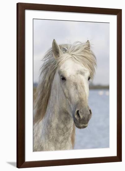 France, The Camargue, Saintes-Maries-de-la-Mer, Portrait of a Camargue horse.-Ellen Goff-Framed Premium Photographic Print