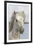 France, The Camargue, Saintes-Maries-de-la-Mer, Portrait of a Camargue horse.-Ellen Goff-Framed Premium Photographic Print