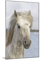 France, The Camargue, Saintes-Maries-de-la-Mer, Portrait of a Camargue horse.-Ellen Goff-Mounted Premium Photographic Print