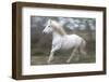 France, The Camargue, Saintes-Maries-de-la-Mer. Running Camargue horse.-Ellen Goff-Framed Photographic Print