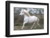 France, The Camargue, Saintes-Maries-de-la-Mer. Running Camargue horse.-Ellen Goff-Framed Photographic Print