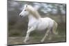 France, The Camargue, Saintes-Maries-de-la-Mer. Running Camargue horse.-Ellen Goff-Mounted Photographic Print