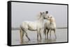 France, The Camargue, Saintes-Maries-de-la-Mer, Two Camargue stallions interacting.-Ellen Goff-Framed Stretched Canvas